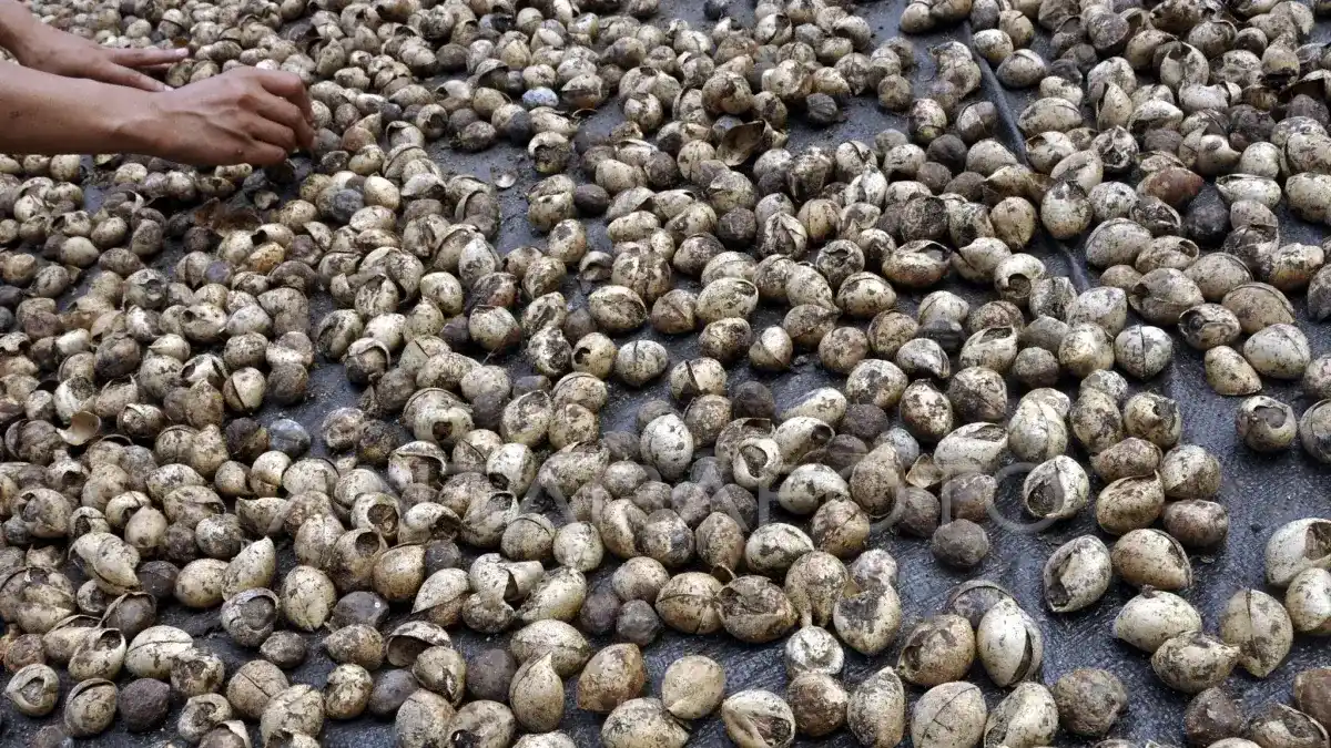 Penyerahan atas Biji Kemiri Kena PPN? Kring Pajak Jelaskan Aturannya