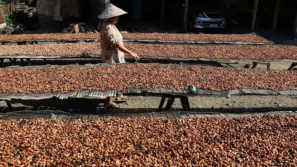 Jual Kakao dengan PPN Besaran Tertentu, PKP Wajib Pemberitahuan ke DJP