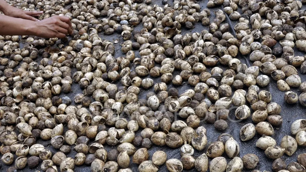 Penyerahan atas Biji Kemiri Kena PPN? Kring Pajak Jelaskan Aturannya