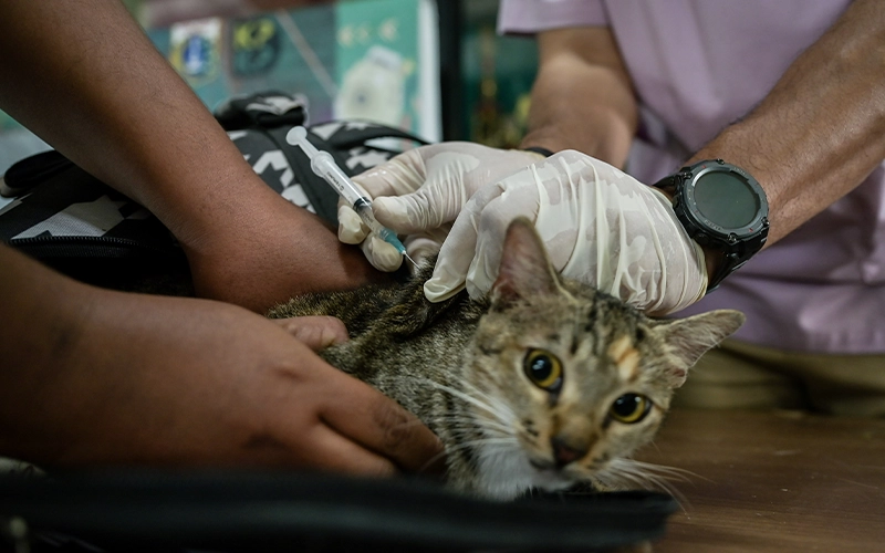 Bawa Hewan dari Luar Negeri, DJBC Jelaskan Ketentuannya